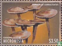 Champignons      