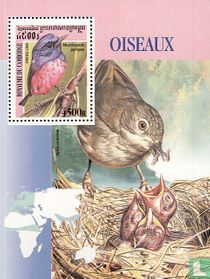 Oiseaux     acheter