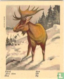 Eland