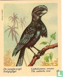 De paraplu-vogel