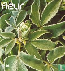 Fleur 46