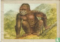 Berggorilla
