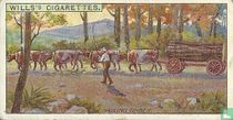 Hauling Timber, New South Wales