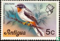 Rufous-throated Solitaire