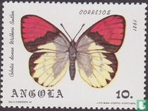 Papillons    