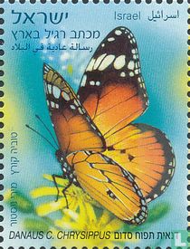 Small monarch butterfly