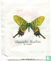 Armandia Thaidina (Se-Tchouen)