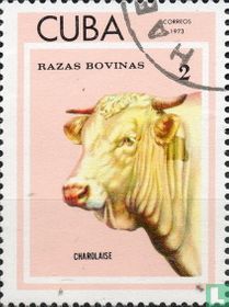 Cattle