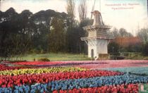 Hyacinthenveld