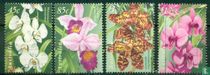 Orchidées indigènes acheter