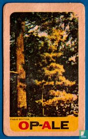 Op-Ale Fagus sylvatica
