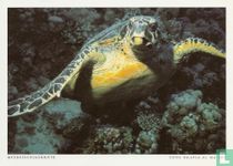 Zeeschildpad