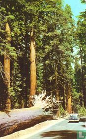 G.45 - Yosemite National Park, The fallen monarch