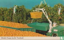 Oranges by the Truckloads
