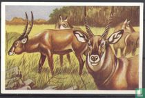 Waterbok