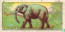 Olifant