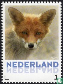Renard