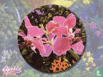 Tropic Splendor