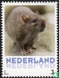 Rat brun