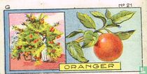 Oranjeboom