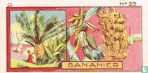 Banaanboom