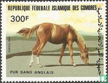 Chevaux acheter