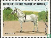 Chevaux acheter
