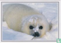 Dieren: Zeehond (29DA1-H1)