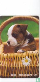 Dog in Basquet