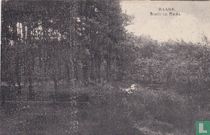 Bosch en Heide