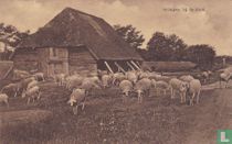 Schapen bij de kooij