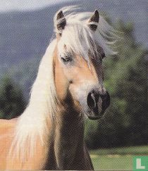 Paard