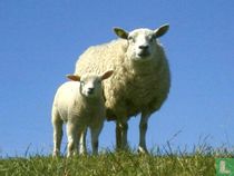 Tiere: Schaf ansichtskarten katalog