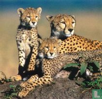Tiere: Cheetah ansichtskarten katalog