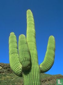 Cactussen ansichtkaarten catalogus