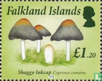Champignons    