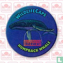 Humpback Whale