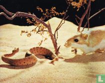 Kanguroorat en gehoornde Ratelslang