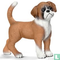 Boxer Puppy