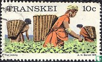 Picking tea