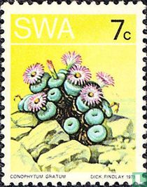Wüste Flora