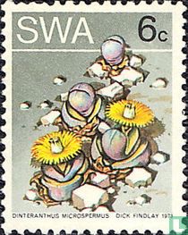 Wüste Flora