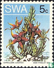 Wüste Flora