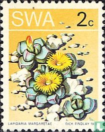 Wüstenflora