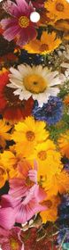 Bloemen