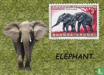 Elephants