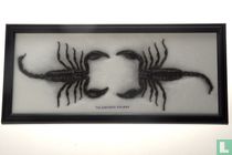 Set van 2 schorpioenen - Palamnaeus Fulipes Schorpioen