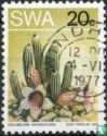 Wüste Flora