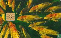 Fisk 