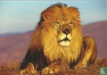 Dieren: Leeuwen